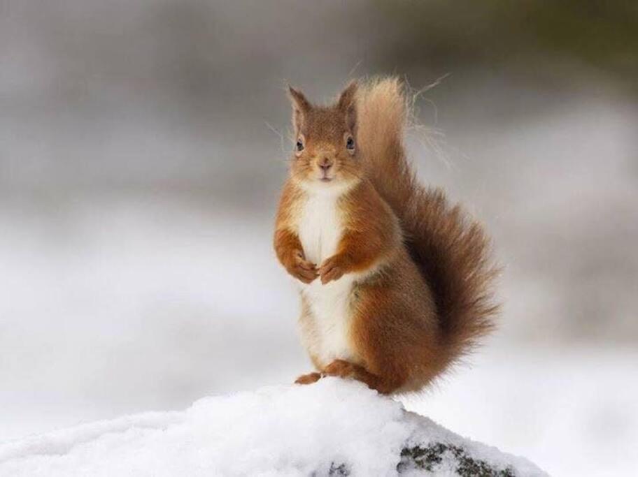 Red Squirrel Log Cabin With Hot Tub Keith Bagian luar foto